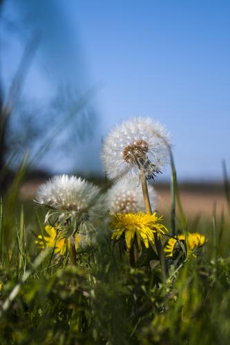 dandelion