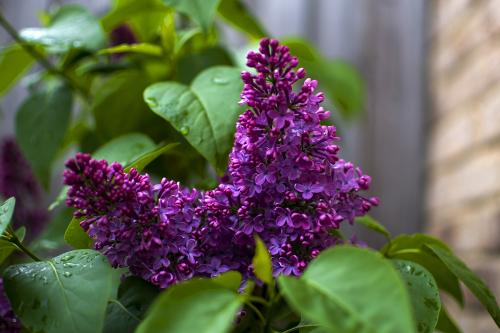 lilac flower