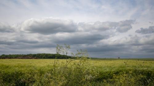 farmlands