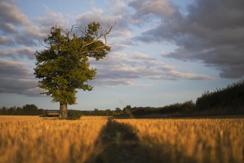 farmland