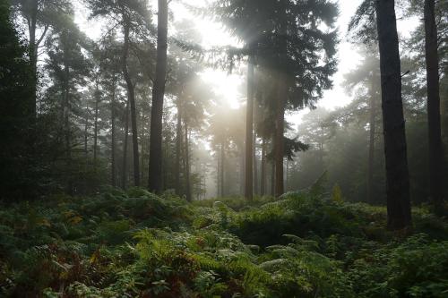 Thetford Forest