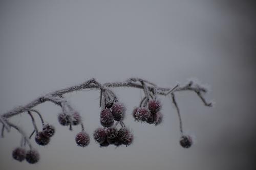 fruits of frost