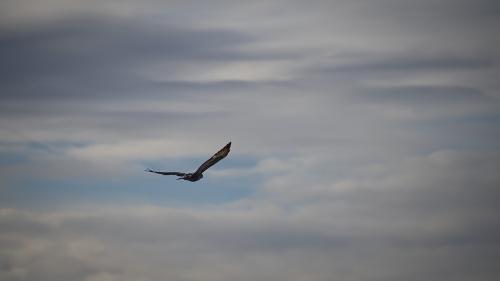 Red kite