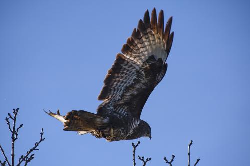 Common buzzard