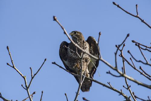 Common buzzard