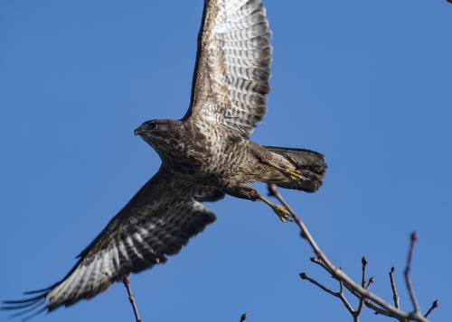 Common buzzard