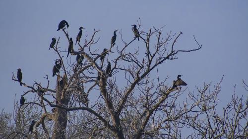 Cormorants