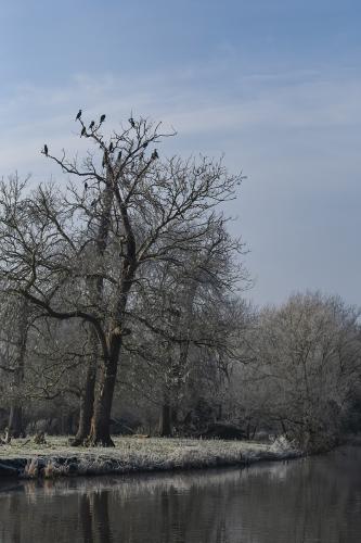 Cormorants