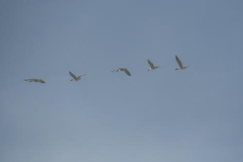 Wild geese