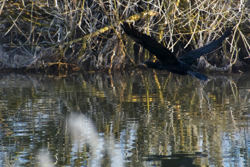 Cormorant