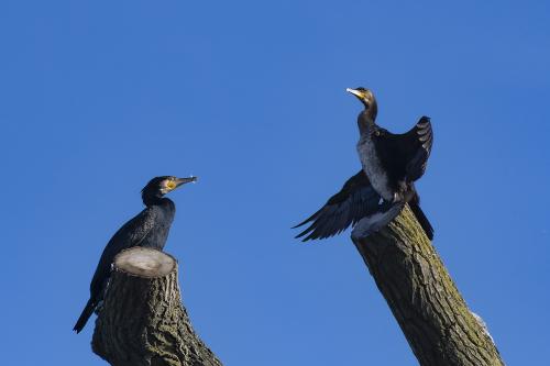 Cormorants