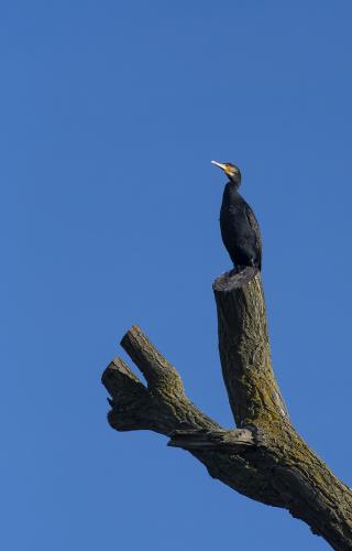 Cormorant